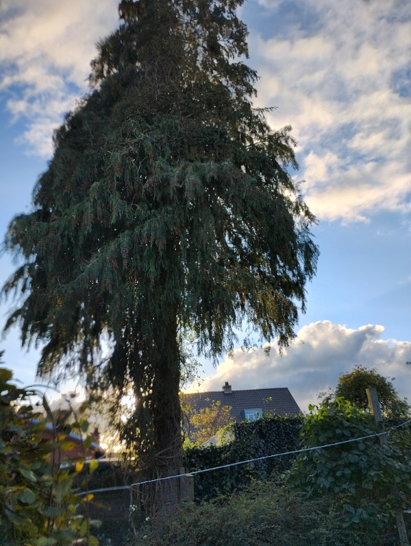Beskæring af træ/topkapning