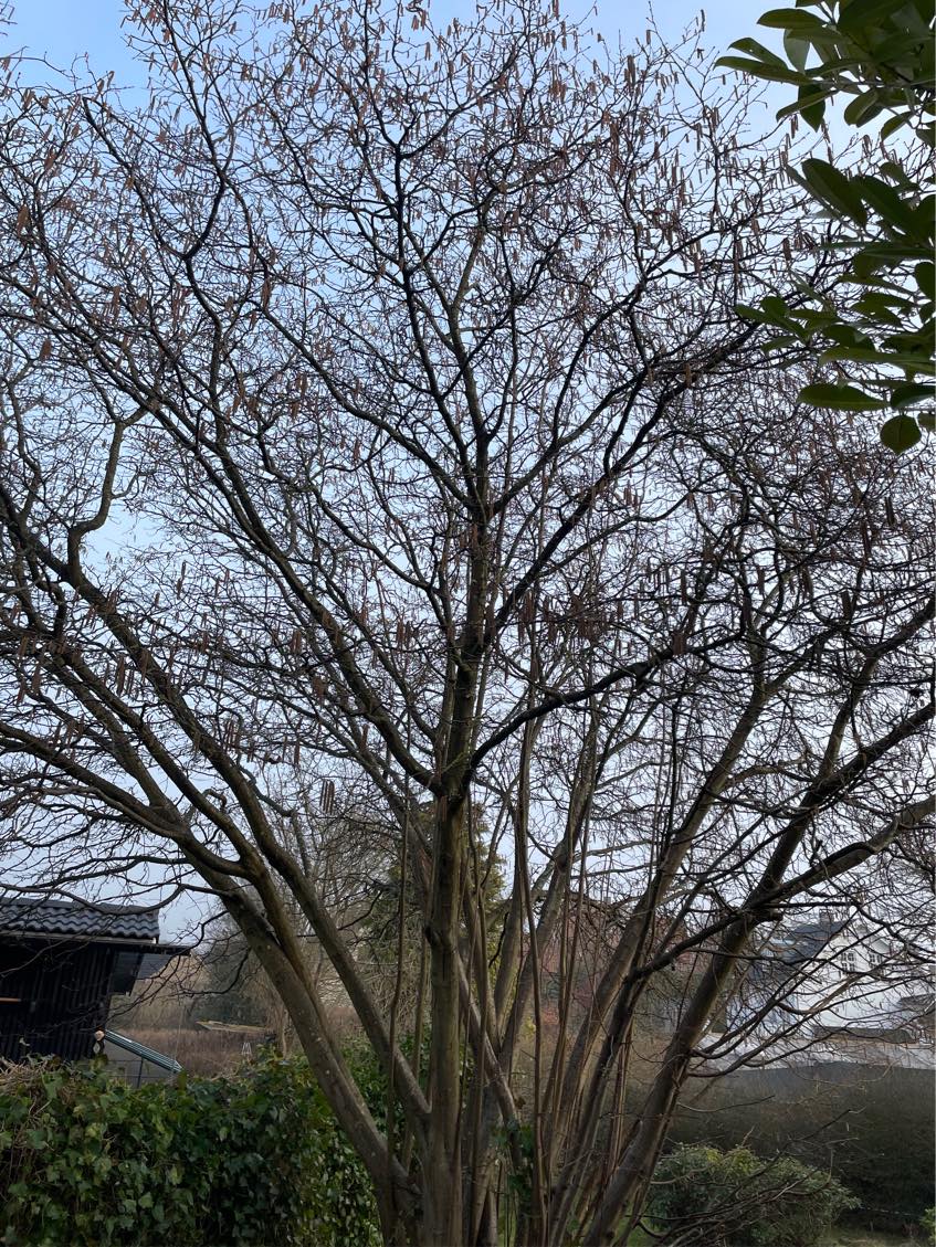 Havearbek beskæring fældning bortkørsel