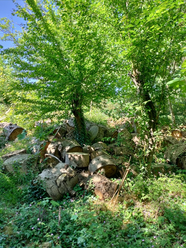 Kløve en masse brænde med en elektrisk brændekløver. Der er 11 træer. Se evt. Billeder