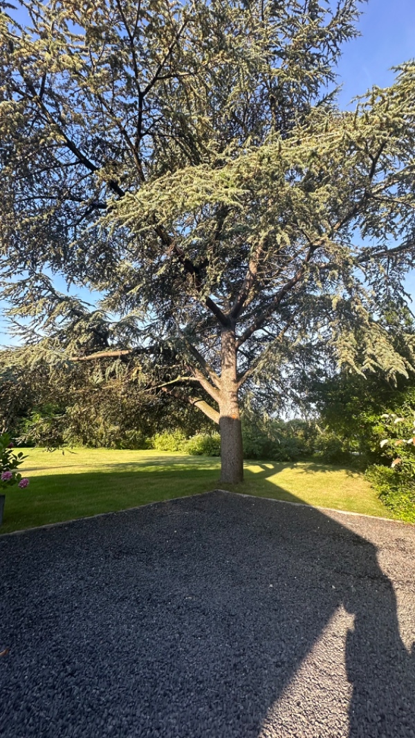 Fældning af 2 mini samt 1 større træ