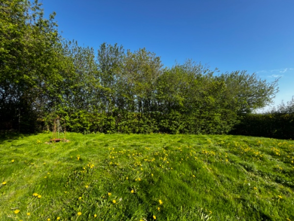 Beskæring og bortskaffelse af hæk