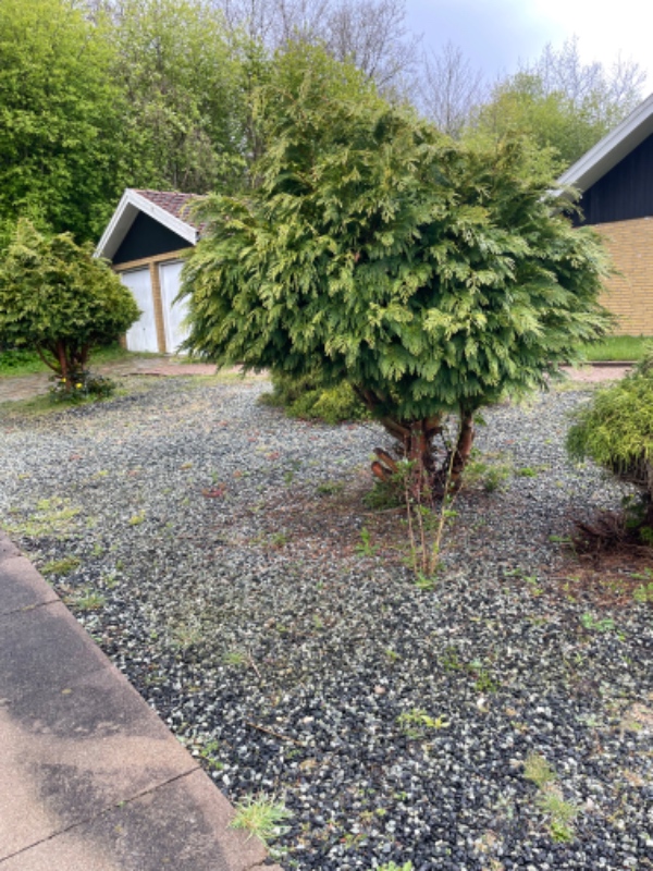 Beskæring og ukrudtsfjerning