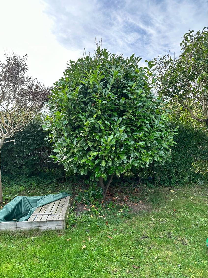 Havehjælp / beskæring af træer og buske