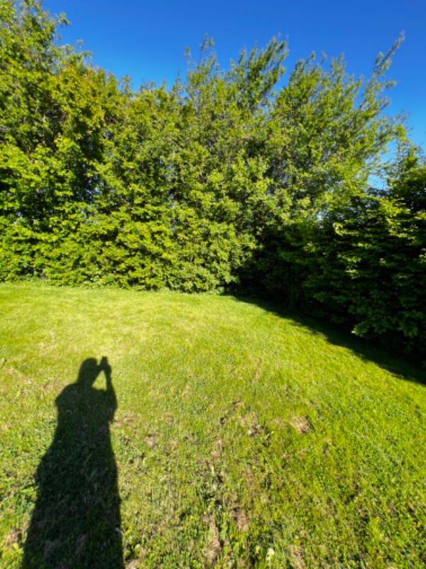 Beskæring og bortskaffelse af hæk