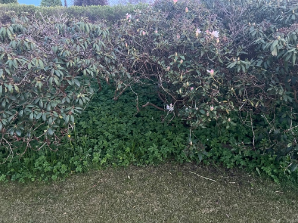 Ukrudt fjernes fra bede og sten