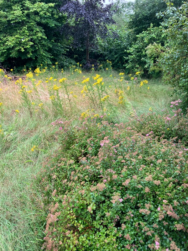 Græsklipning og hækkeklipning