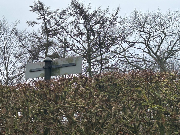 Beskæring af hæk - ca. 1/2 meter ned