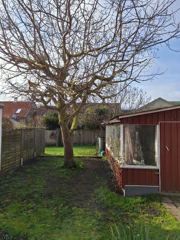 Fældning af valnøddetræ