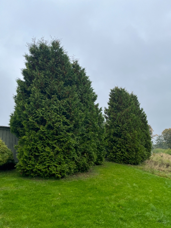 Beskæring af 7 thujaer