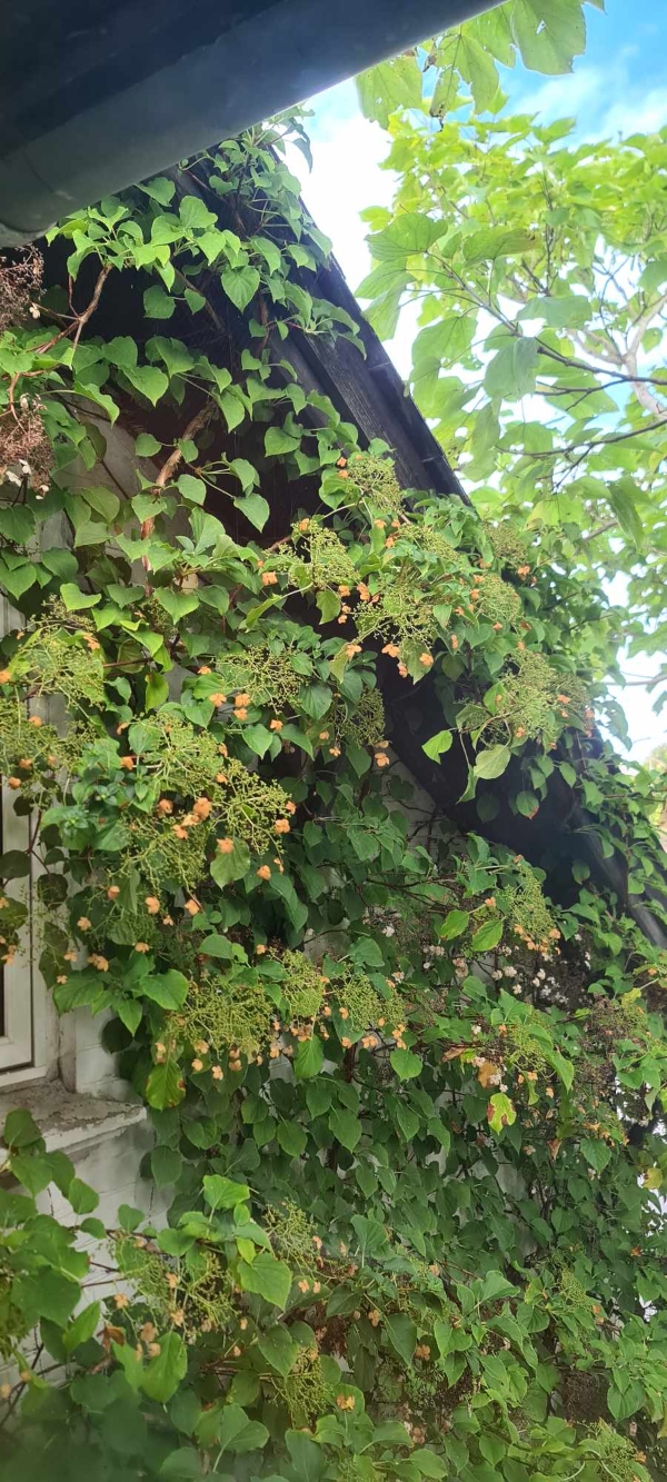 fjern bevoksning som sidder ved taget