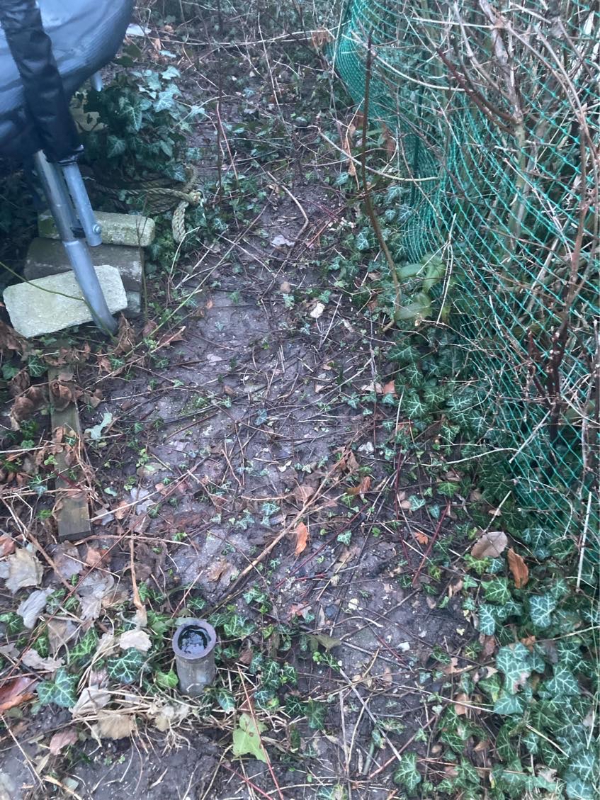 Fjerne rødder under jorden fra buske