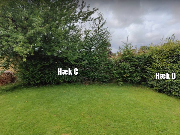 Klipning af hæk og køre afklip væk