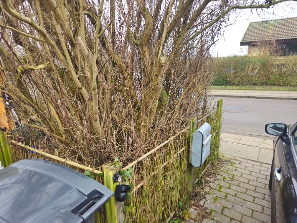 Fælde træ, hæk og lille hegn. Løsne jord.