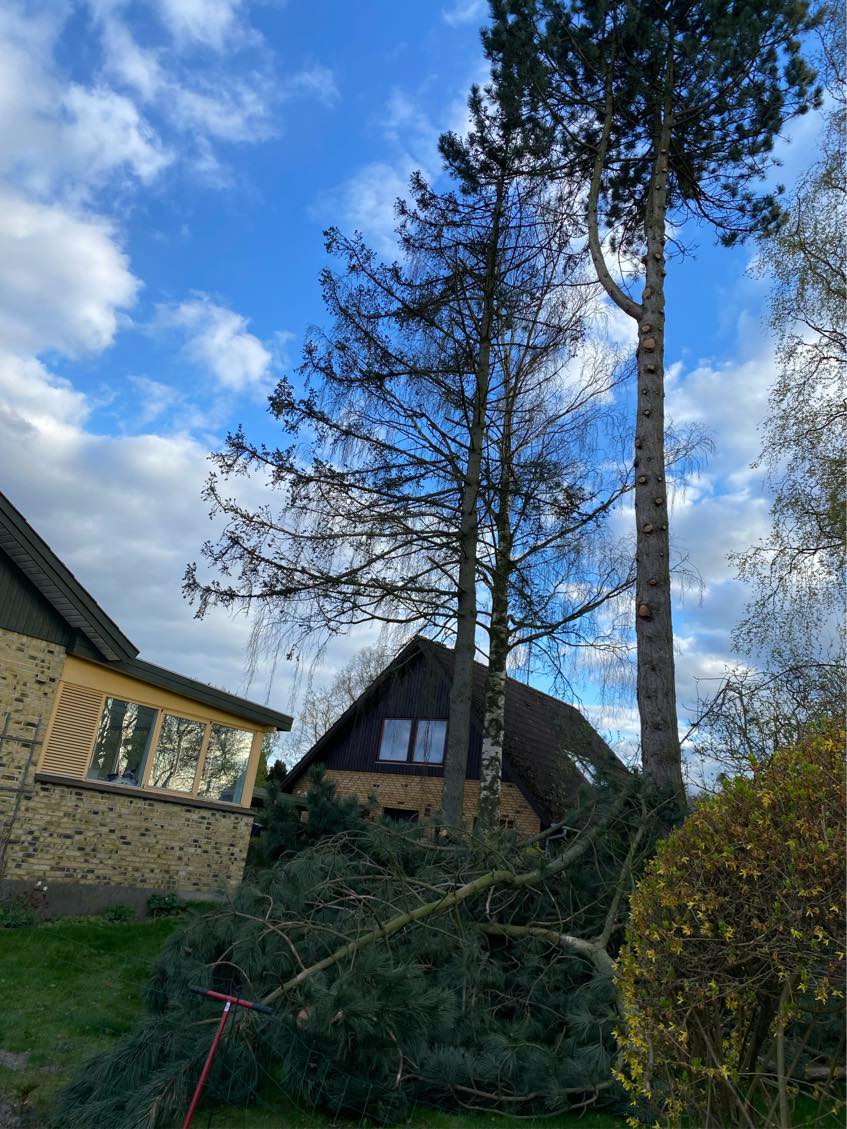 Fældning af 2 træer i have