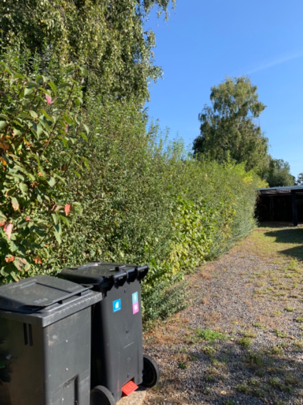 Klip af hæk 30 meter