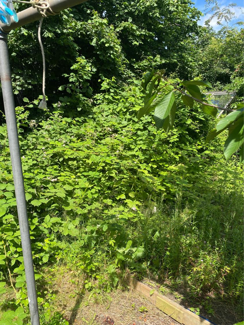 Fjernelse af bromærbusk og krat