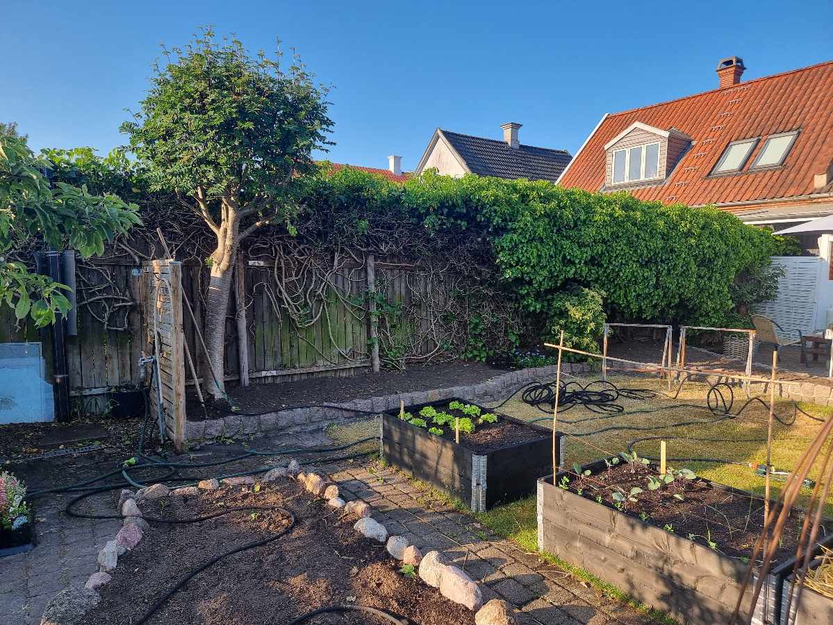 Hjælp til at klippe hæk og bortskaffelse af hække-affald efter klipning.