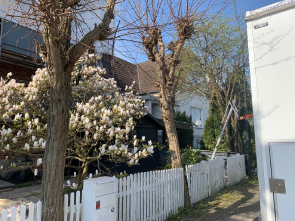 Fældning og beskæring af træer