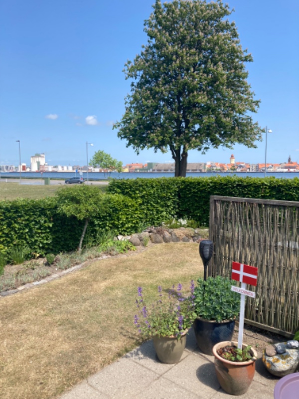 Klipning af bøgehæk