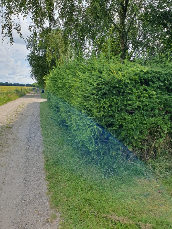 Beskæring af lærkehæk