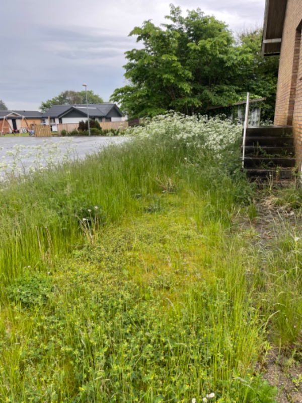 Klipning og trimning af have