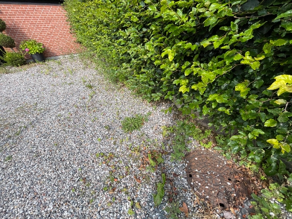 Klipning af hæk og fjernelse af ukrudt ved fliser og bede