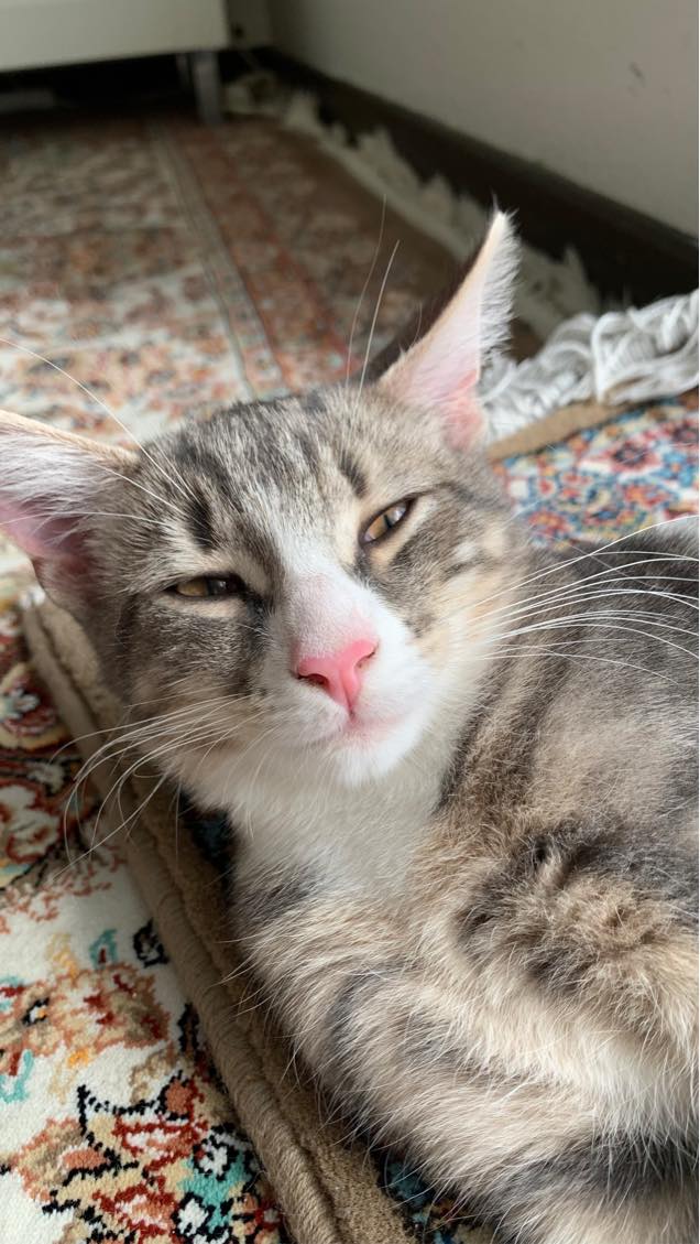 Kattepasning (bare komme over)