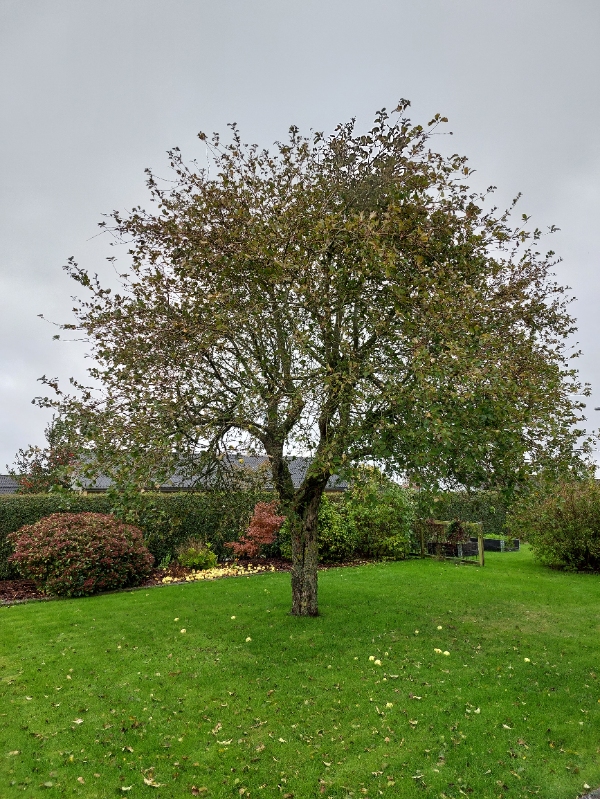 Kraftig beskæring af æbletræ