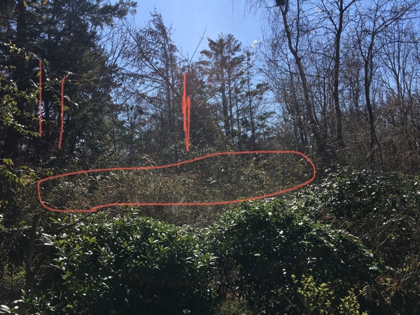 Rydning af brombærkrat, fældning af 5 træer plus noget mindre, opskæring af træstammer