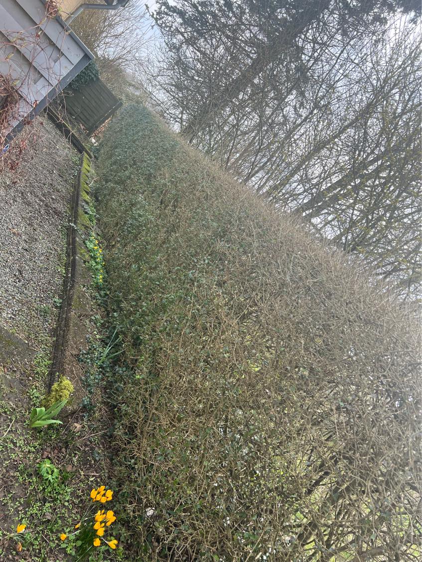 Klipning af hække, og æbletræer. Hjælp til ændring i haven