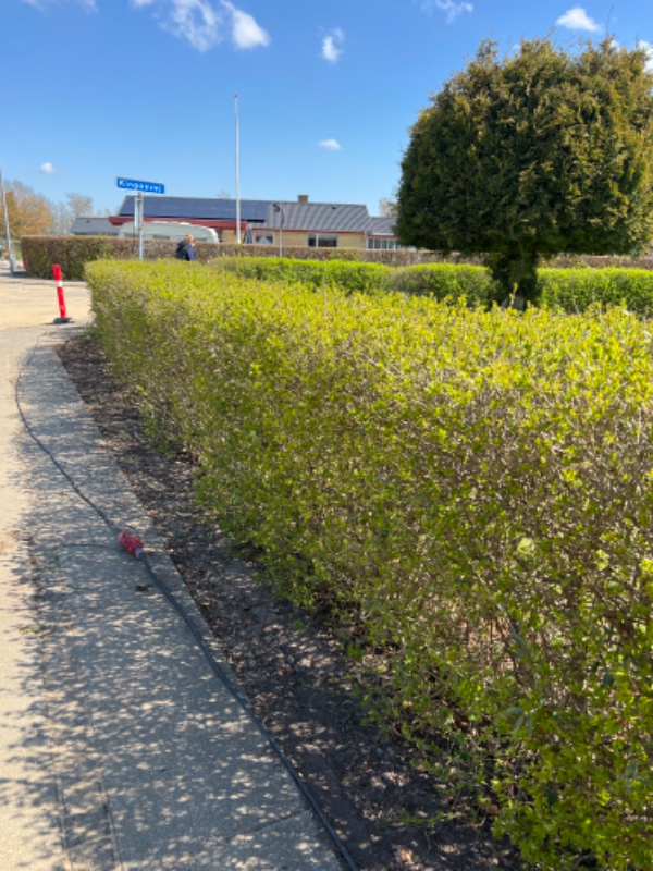Fjernet ukrudt i og omkring hæk på hjørnegrund