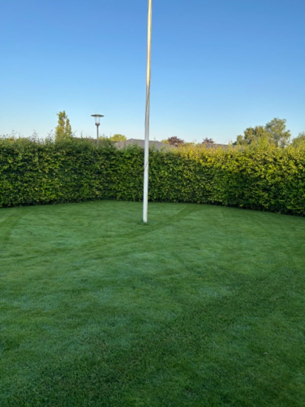 Klippen af bøgehæk