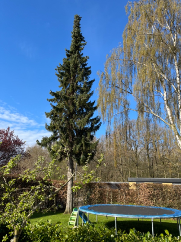 Fældet et birketræ og er grantræ