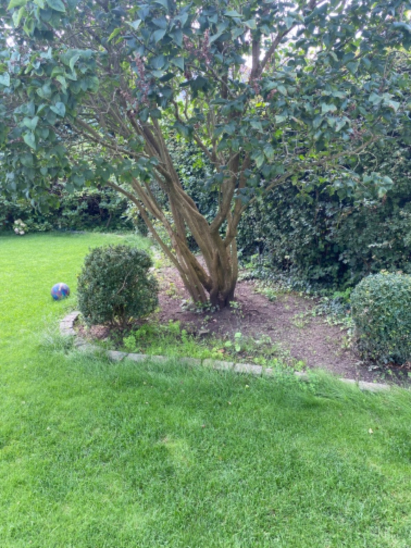 Lugning af 6 mindre bede samt klipning af roser