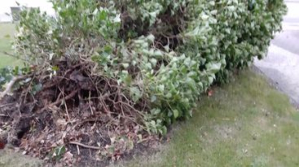 afhentning af træ som stormen lagde ned