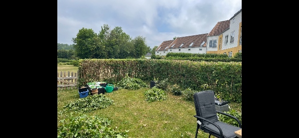 Beskæring af hæk med motorsav