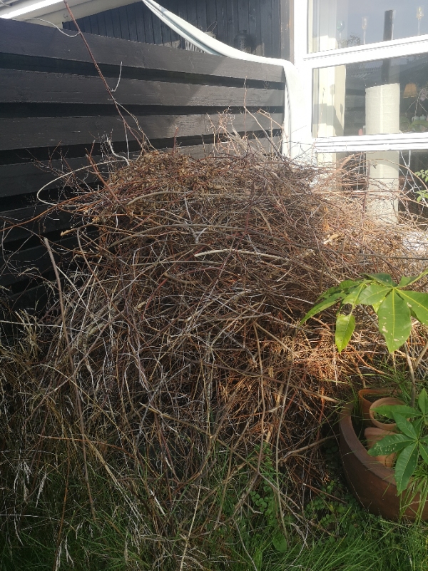 Afhentning af haveaffald