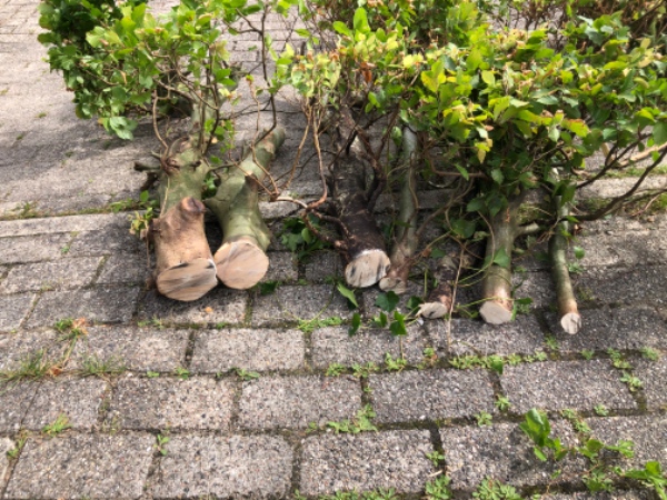 Fræsning af stub i indkørsel ( bøgehækplanter)