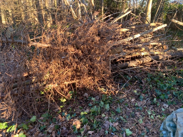 bortkørsel af grene med mere.