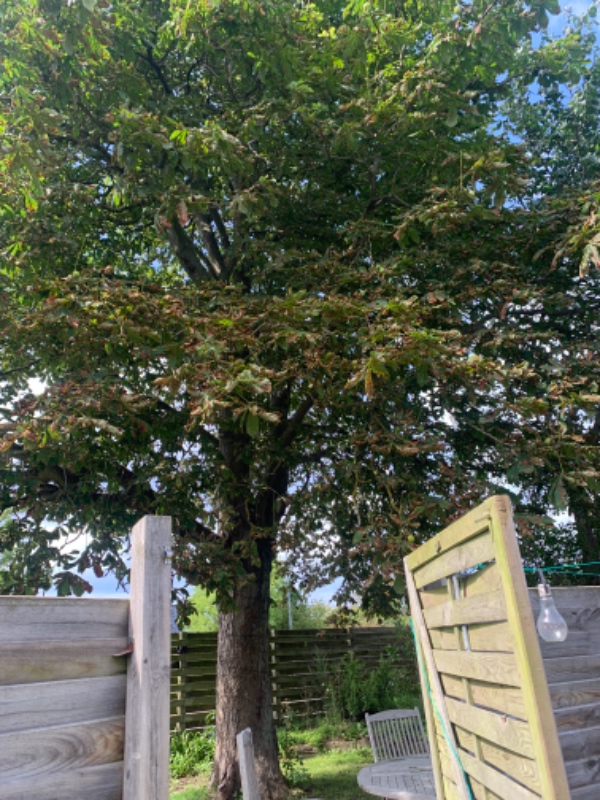 Have beskåret et kastanjetræ og fældet et mindre træ (kender ikke sort)