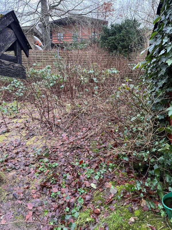 Rydde have for brombærkrat