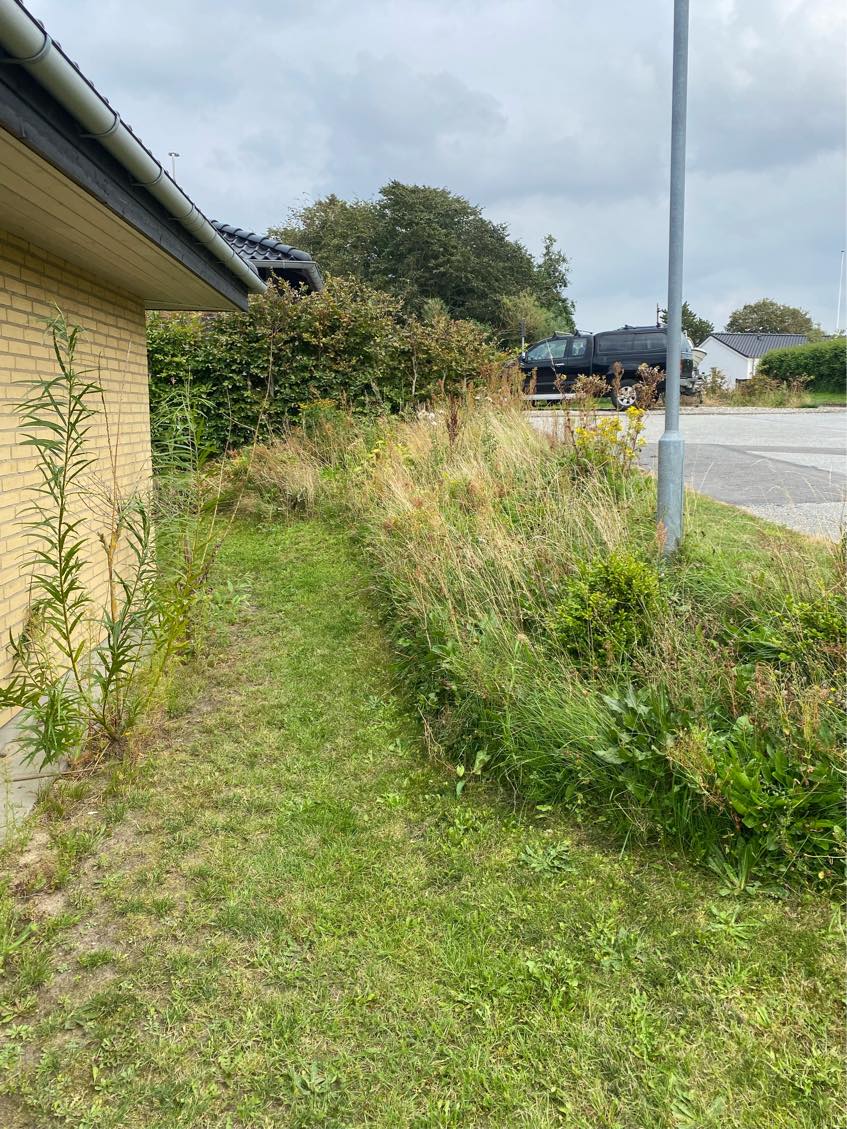 Fjerne ukrudt i haven