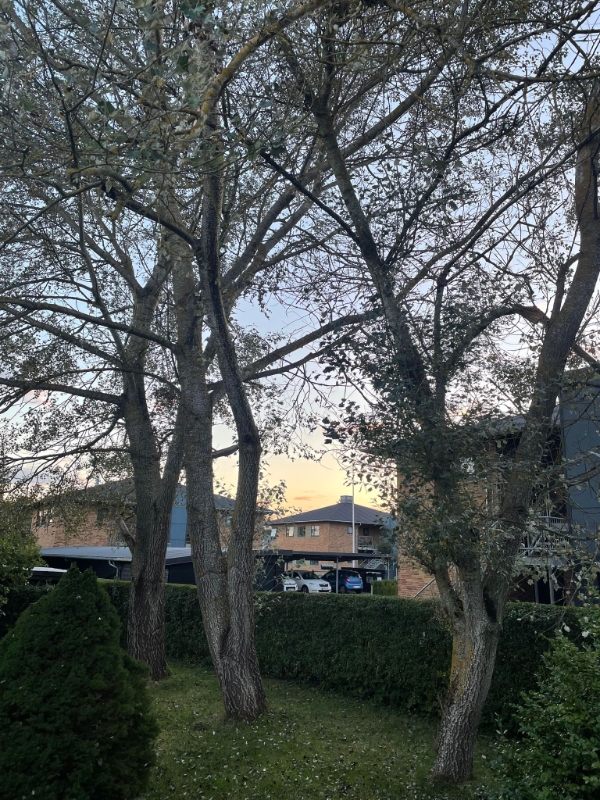 Fældning af poppeltræer