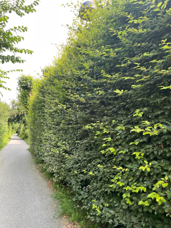 Klipning af hæk og fjernelse af ukrudt ved fliser og bede