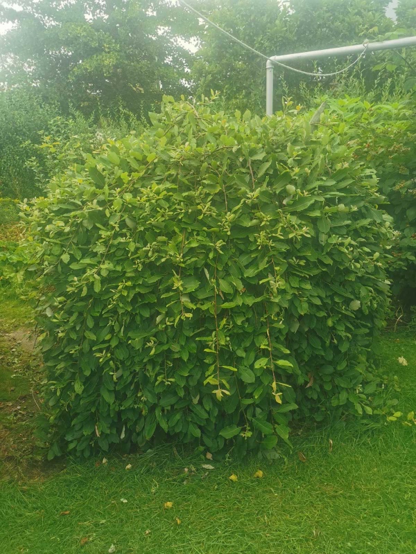 Meget havearbejde med forskellige opgaver