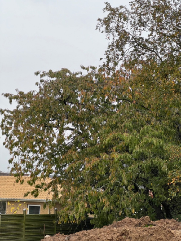 Fældning af kirsebærtræ