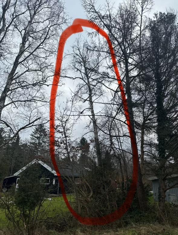 Fælde træ i sommerhusområde