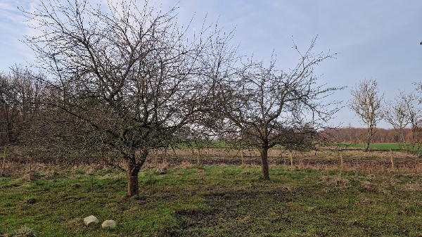 Beskæring af æbletræer