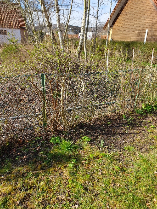 Oprydning i haven. Afretning af kanter og lugning. Hækklip. Grave gamle små hækplanter op. Jævne ærtindkørsel