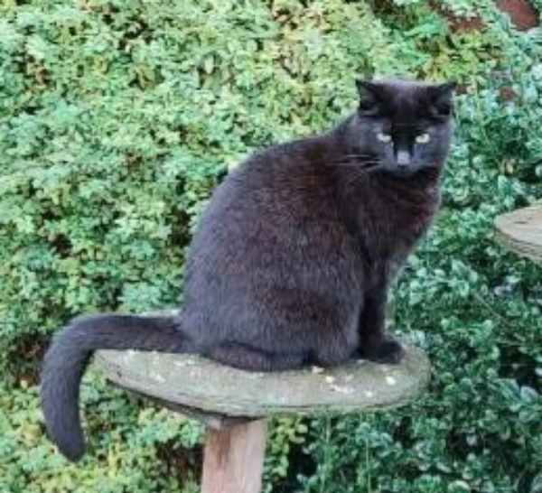 Transporteret en hund og kat fra Østerild i Nordjylland til Odense.